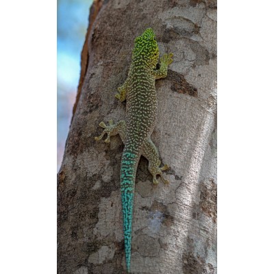 Gecko diurno de Standing - Phelsuma standingi           